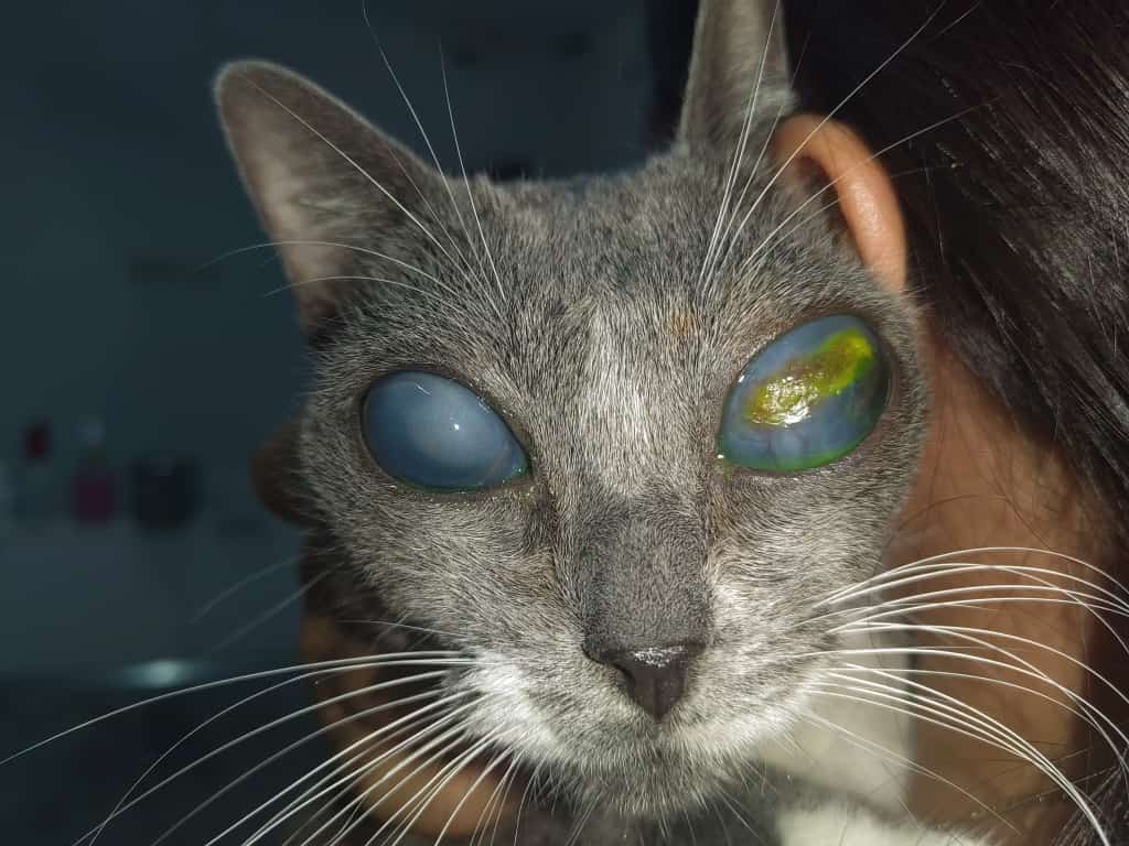 Gato con glaucoma
